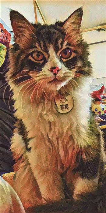 手机壳