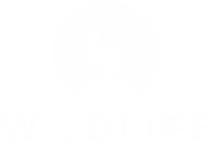 卫衣