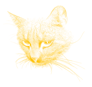 卫衣