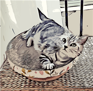 卫衣