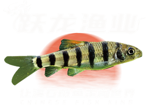 卫衣