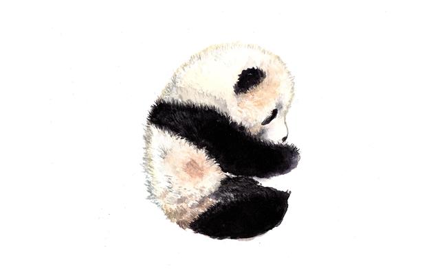 熊猫明信片
